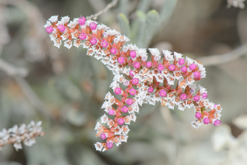 Limonium (Sea-Lavenders) (alternate view 2)