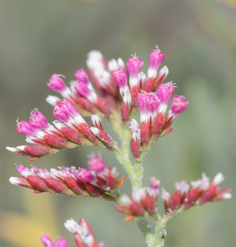 Limonium (Sea-Lavenders) (alternate view 4)