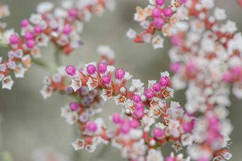 Limonium (Sea-Lavenders) (alternate view 3)
