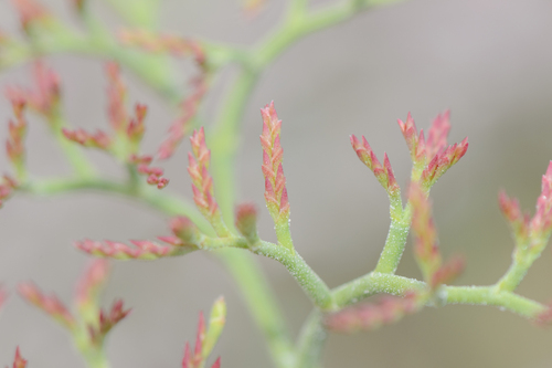 Limonium (Sea-Lavenders) (alternate view 5)