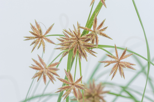Cyperus (Flatsedges) (alternate view 4)