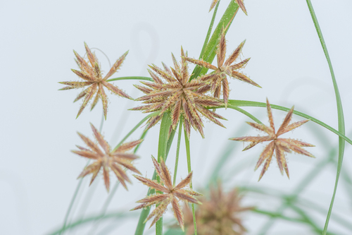 Cyperus (Flatsedges) (alternate view 3)