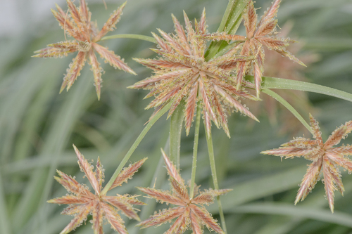 Cyperus (Flatsedges) (alternate view 5)