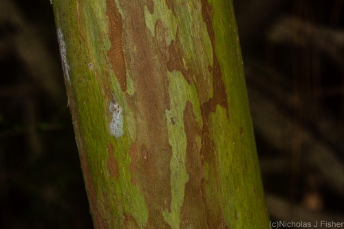 Gossia bidwillii (Python Tree) (alternate view 2)