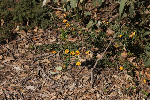 Pultenaea daphnoides (Large-leaf Bush Pea) (alternate view 9)