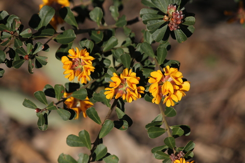 Pultenaea daphnoides (Large-leaf Bush Pea) (alternate view 8)