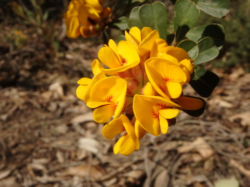 Pultenaea daphnoides (Large-leaf Bush Pea) (alternate view 6)