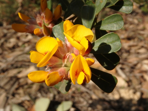 Pultenaea daphnoides (Large-leaf Bush Pea) (alternate view 7)