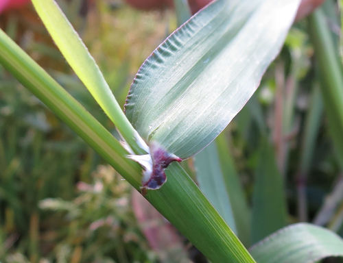 Ehrharta longiflora (longflower veldtgrass) (alternate view 8)