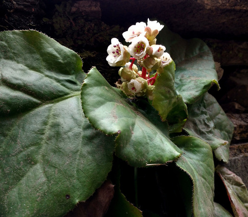 Bergenia ciliata (Frilly Bergenia) (alternate view 6)