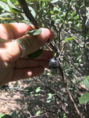 Diospyros texana (Texas Persimmon) (alternate view 8)
