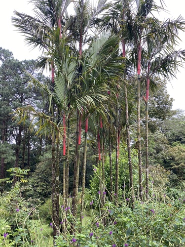 Cyrtostachys renda (Sealing Wax Palm)