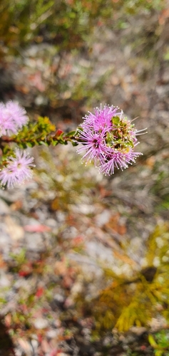 Kunzea capitata (Pink Kunzea) (alternate view 6)
