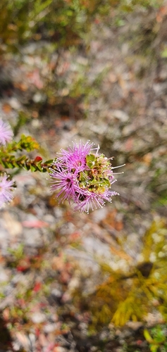 Kunzea capitata (Pink Kunzea) (alternate view 7)