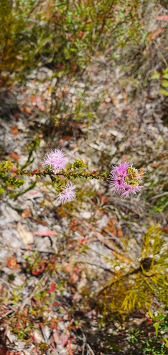 Kunzea capitata (Pink Kunzea) (alternate view 8)