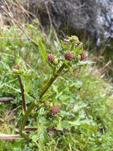 Sanicula crassicaulis (Pacific Sanicle)