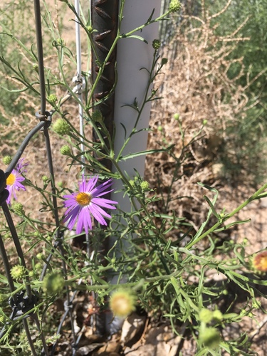 Dieteria canescens (Hoary Tansyaster)