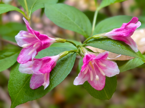 Weigela florida (weigela) (alternate view 2)
