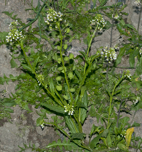 Thlaspi arvense (field penny-cress)