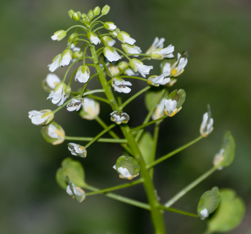 Thlaspi arvense (field penny-cress)