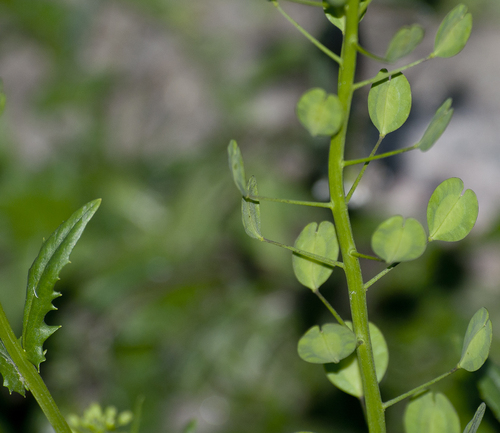 Thlaspi arvense (field penny-cress)