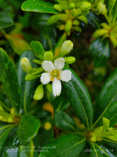 Choisya ternata (Mexican Orange Blossom) (alternate view 4)