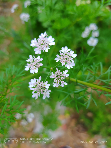 Coriandrum sativum (Cilantro) (alternate view 4)