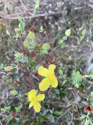 Hypericum tetrapetalum (fourpetal St. Johnswort) (alternate view 2)