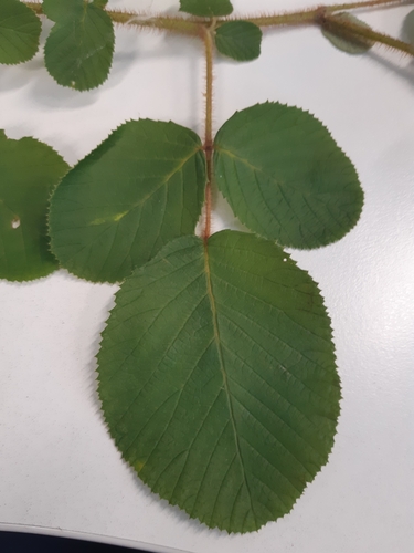 Rubus ellipticus (Golden Raspberry) (alternate view 6)