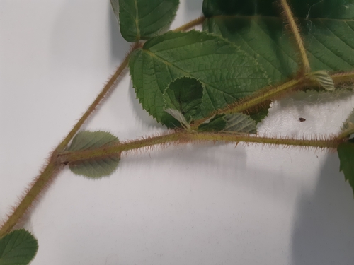 Rubus ellipticus (Golden Raspberry) (alternate view 7)