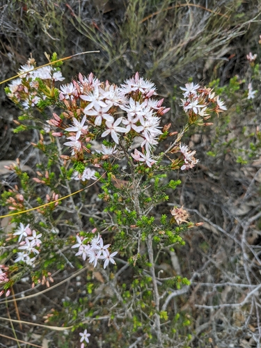 Calytrix tetragona (Fringe Myrtle) (alternate view 6)