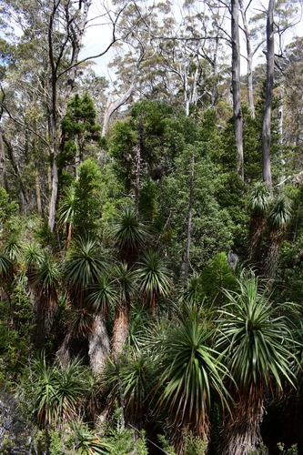 Richea pandanifolia (Pandani)