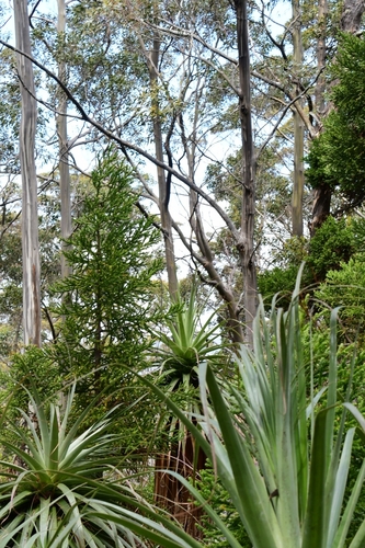 Richea pandanifolia (Pandani) (alternate view 2)