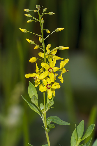 Lysimachia terrestris (swamp candles)