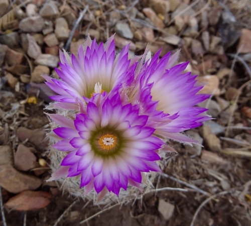 Escobaria vivipara (Spinystar)
