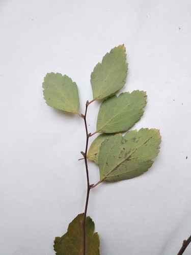 Spiraea × vanhouttei (Vanhoutte spirea) (alternate view 2)