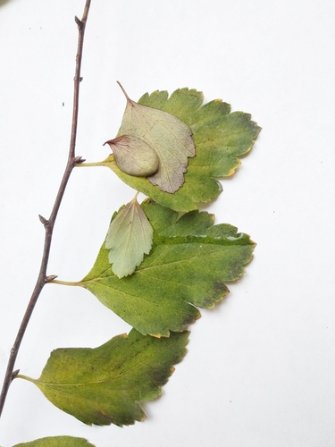 Spiraea × vanhouttei (Vanhoutte spirea) (alternate view 3)