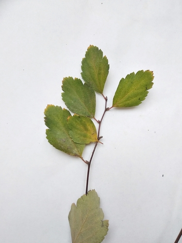 Spiraea × vanhouttei (Vanhoutte spirea) (alternate view 4)