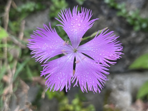 Dianthus (carnations) (alternate view 2)