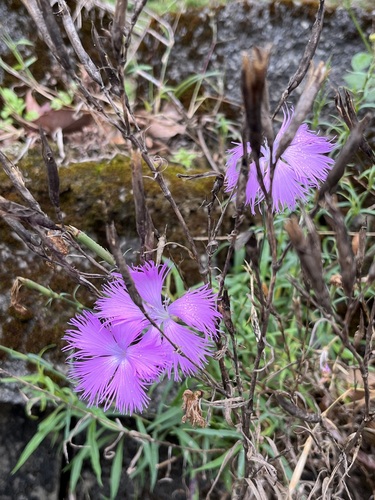 Dianthus (carnations) (alternate view 3)