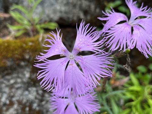 Dianthus (carnations) (alternate view 4)