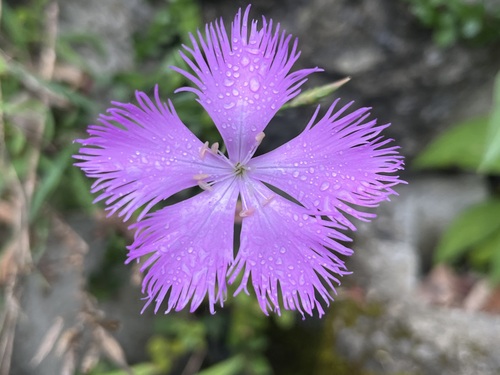 Dianthus (carnations) (alternate view 5)