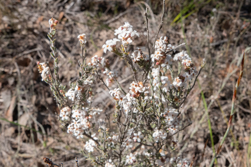 Leucopogon virgatus (common beard-heath) (alternate view 7)