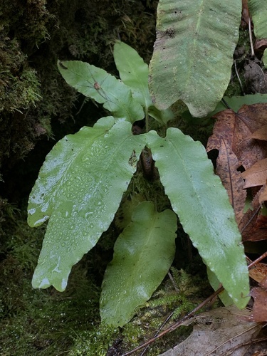 Asplenium scolopendrium (Harts Tongue Fern)