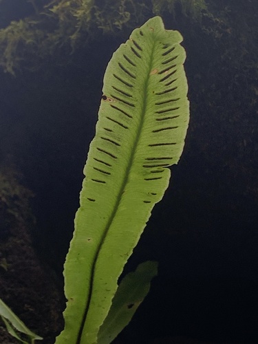 Asplenium scolopendrium (Harts Tongue Fern) (alternate view 2)