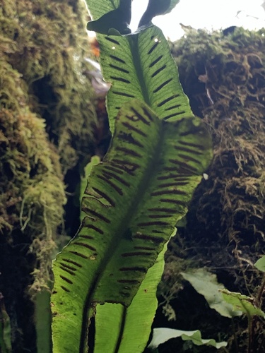 Asplenium scolopendrium (Harts Tongue Fern) (alternate view 3)