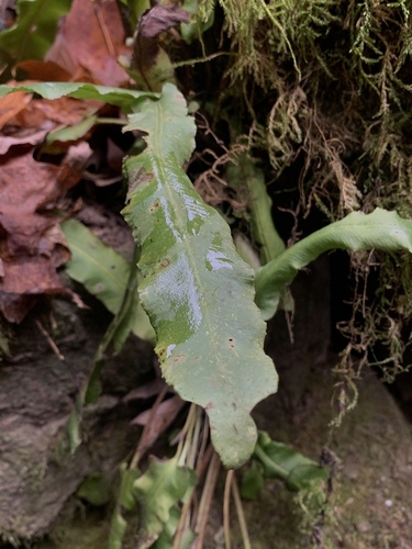 Asplenium scolopendrium (Harts Tongue Fern) (alternate view 4)