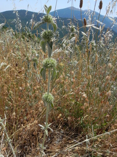 Marrubium incanum (alternate view 9)