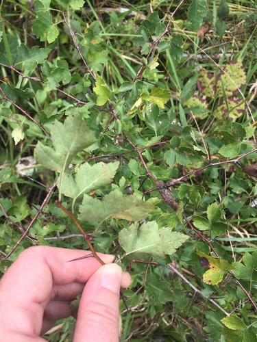 Crataegus phaenopyrum (Washington thorn) (alternate view 14)