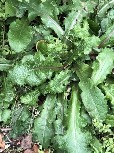 Sonchus oleraceus (annual sow thistle) (alternate view 4)